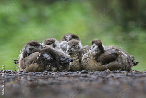 Nilgans Familie Küken (alopochen aegyptiaca)