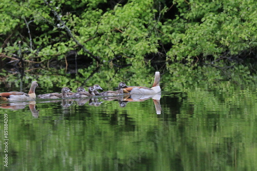 Nilgans Familie Küken (alopochen aegyptiaca)