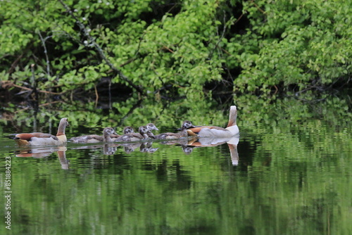 Nilgans Familie Küken (alopochen aegyptiaca)