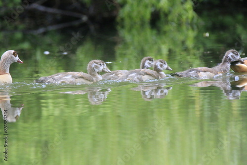 Nilgans Familie Küken (alopochen aegyptiaca)