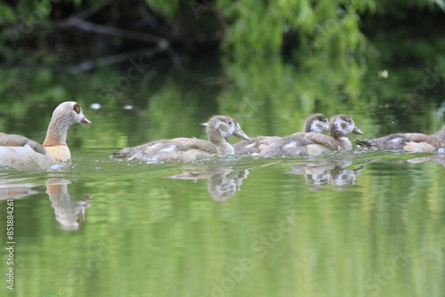 Nilgans Familie Küken (alopochen aegyptiaca)