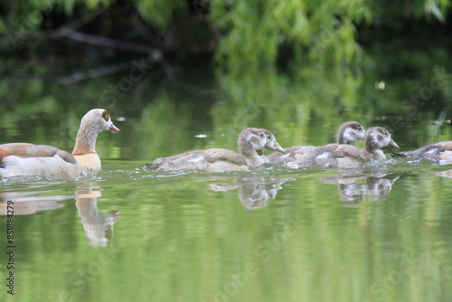 Nilgans Familie Küken (alopochen aegyptiaca)