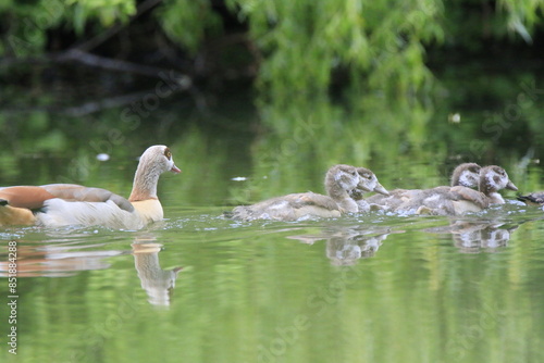 Nilgans Familie Küken (alopochen aegyptiaca)