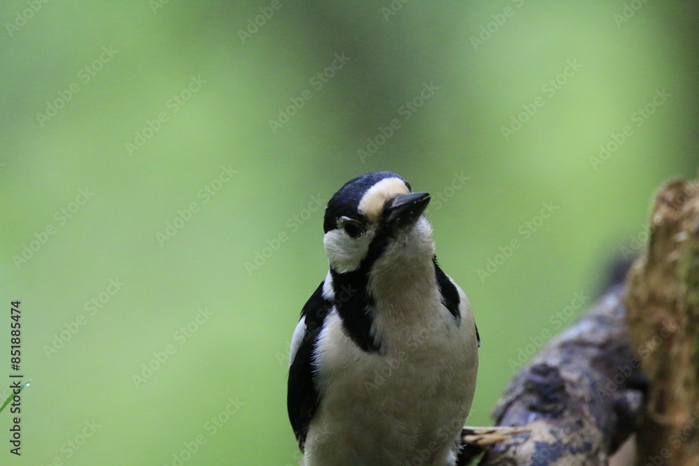 Obraz premium Buntspecht (Dendrocopos major)