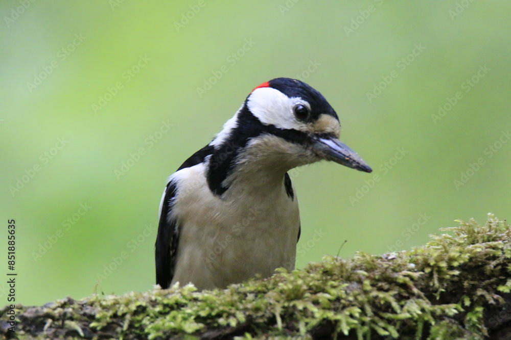 Obraz premium Buntspecht (Dendrocopos major)