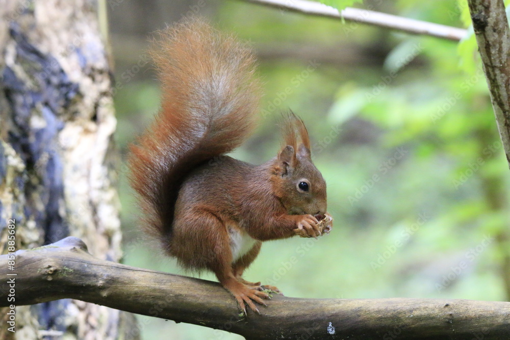 Eichhörnchen (Sciurus) Eichhörnchen (Sciurus)