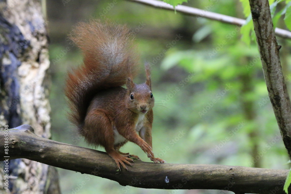 Eichhörnchen (Sciurus) Eichhörnchen (Sciurus)