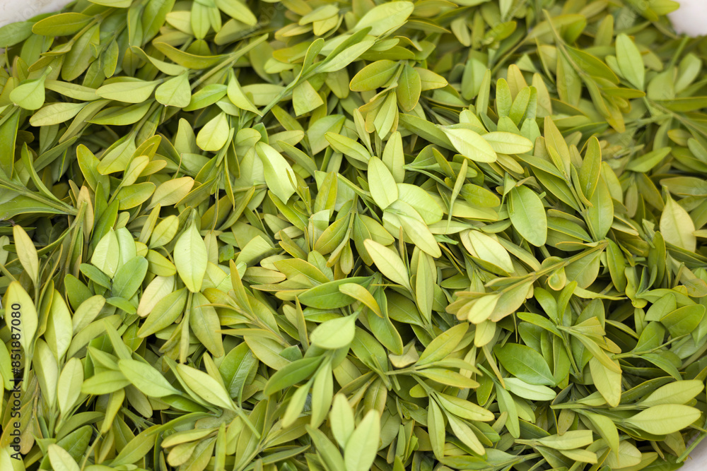 cut boxwood leaves cut boxwood leaves