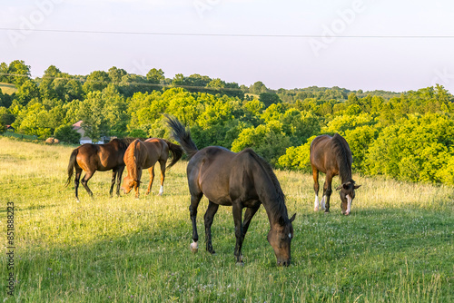 A herd of four horses grazing on top of a hill in the evening with trees in the background