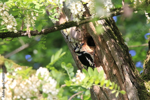 Buntspecht bei der Fütterung (Dendrocopos major) photo