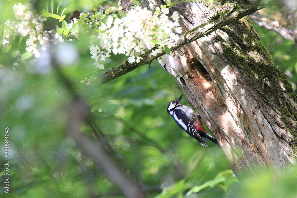 Buntspecht bei der Fütterung (Dendrocopos major)