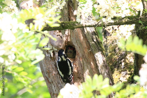 Buntspecht bei der Fütterung (Dendrocopos major) photo