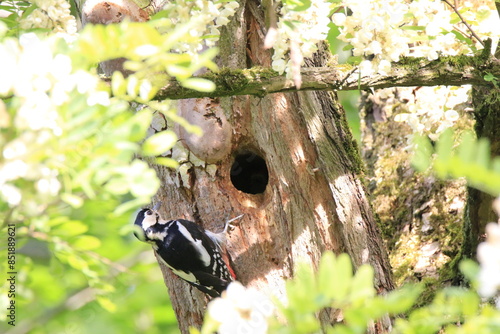 Buntspecht bei der Fütterung (Dendrocopos major) photo