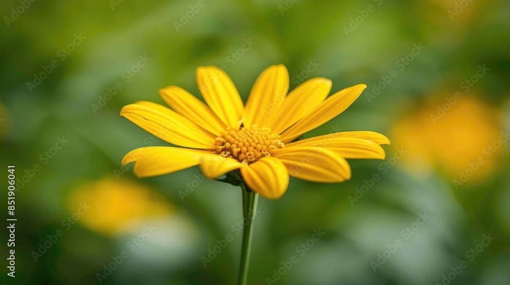 Fototapeta premium Daisy of a Yellow Color