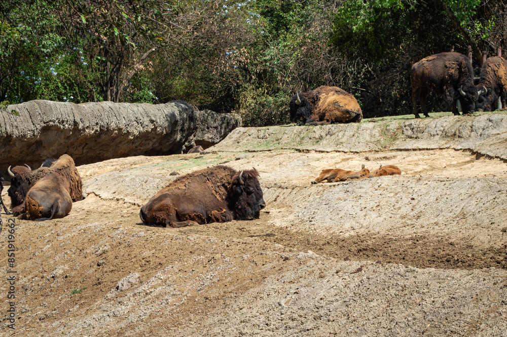 Fototapeta premium buffalo in zoo of chapultepec in mexico city 