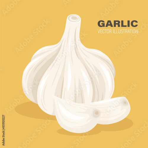 Vector Hand Drawn Garlic Bulb and Cloves Closeup. Vegetable Illustration. Whole Garlic Head and Peeled Garlic Cloves in Flat Style
