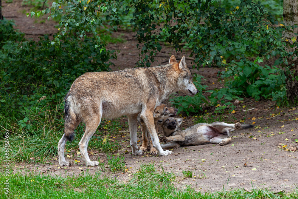 Wolfsrudel in einem Wald in Brandenburg Wolfsrudel in einem Wald in Brandenburg