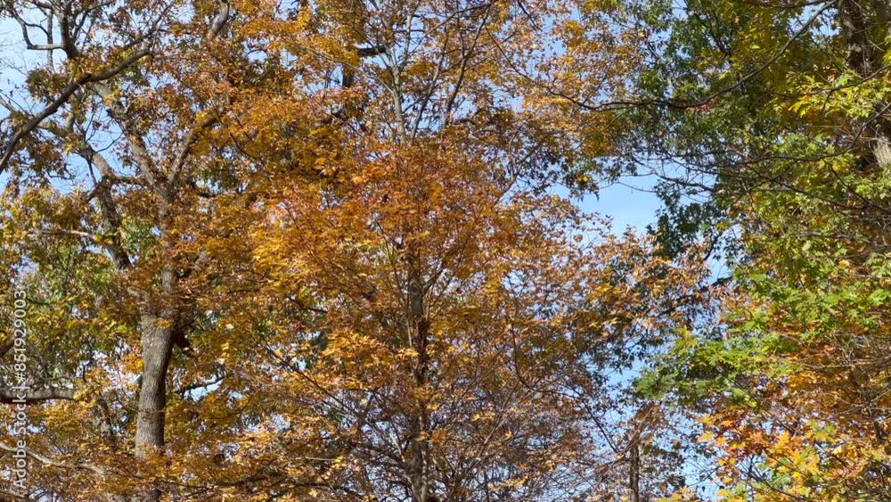 trees changing colors and losing leaves in the backyard trees changing colors and losing leaves in the backyard