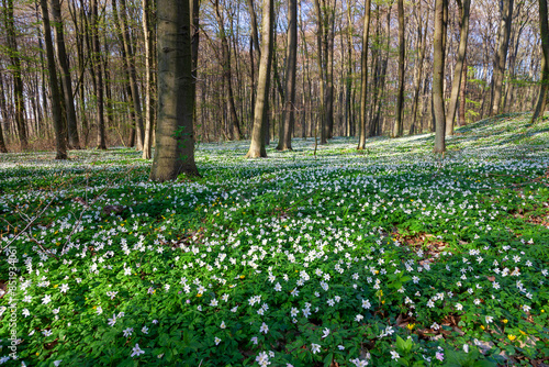 Buschwindröschen in einem Laubwald im Frühling