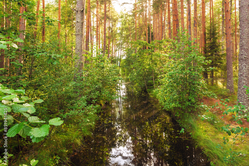Fototapeta premium Landscape of a beautiful coniferous pine forest and a small canal with water in it