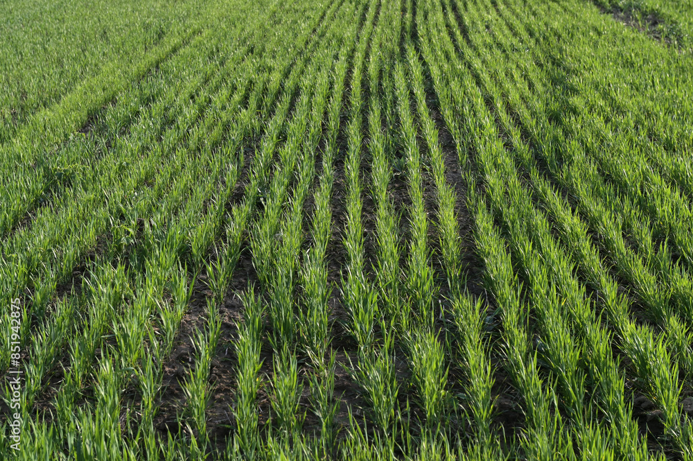 Crops of winter barley. Rows of young sprouts of barley Crops of winter barley. Rows of young sprouts of barley