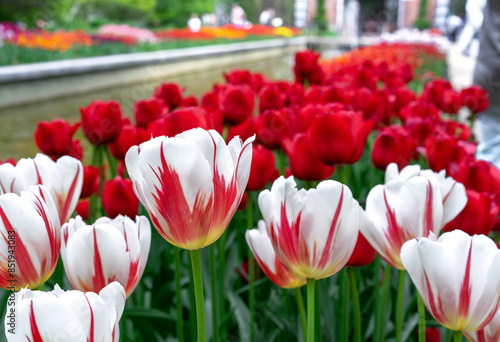 White tulips Geaner's with red stripes and red tulips bloom in a flower garden.