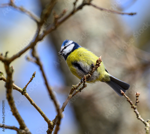 Eurasian blue tit sitting on a branch