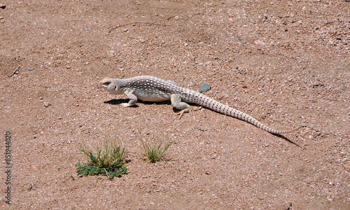 White brown desert iguana in the California desert