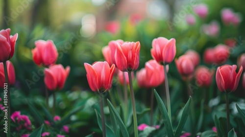 Tulips bloomed in a garden