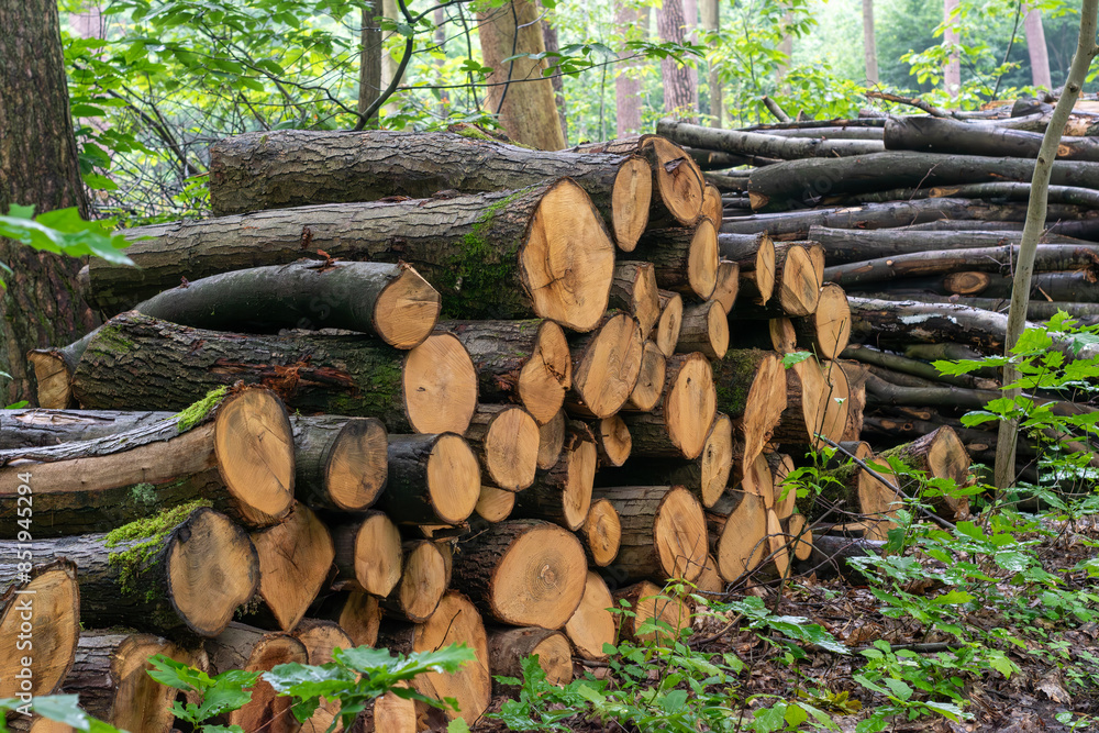 stack of firewood,Pile of raw tree wood in forest,Chopped wood texture, Chopped wood texture, wooden logs stacked stack of firewood,Pile of raw tree wood in forest,Chopped wood texture, Chopped wood texture, wooden logs stacked