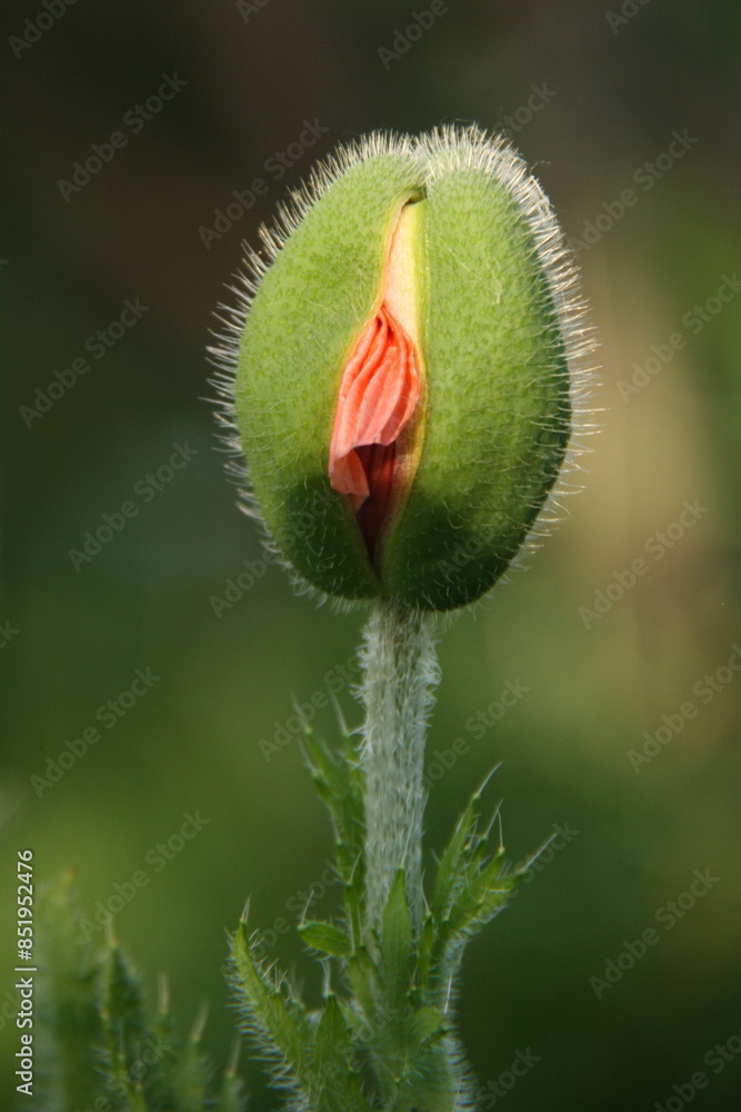 a slightly opened poppy flower bud a slightly opened poppy flower bud