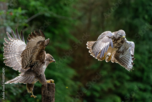 Common Buzzard (Buteo buteo) attacks another common buzzard in the forest of Noord Brabant in the Netherlands.  Green forest background