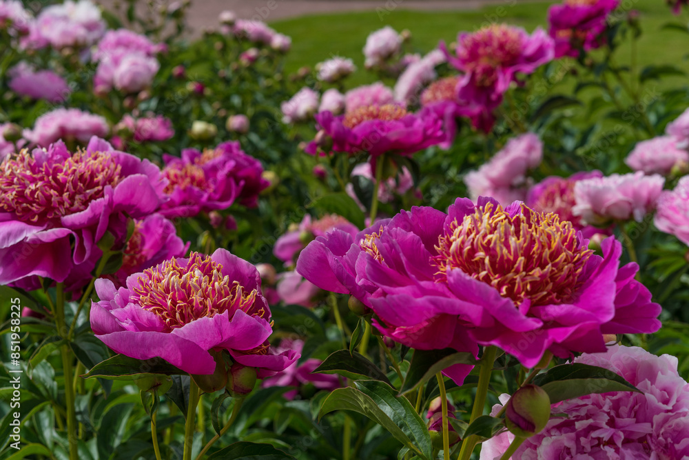 pink peonies in the garden pink peonies in the garden