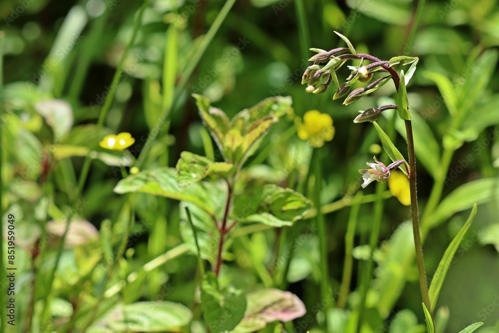 Aufblühende Sumpf-Stendelwurz (Epipactis palustris) Aufblühende Sumpf-Stendelwurz (Epipactis palustris)
