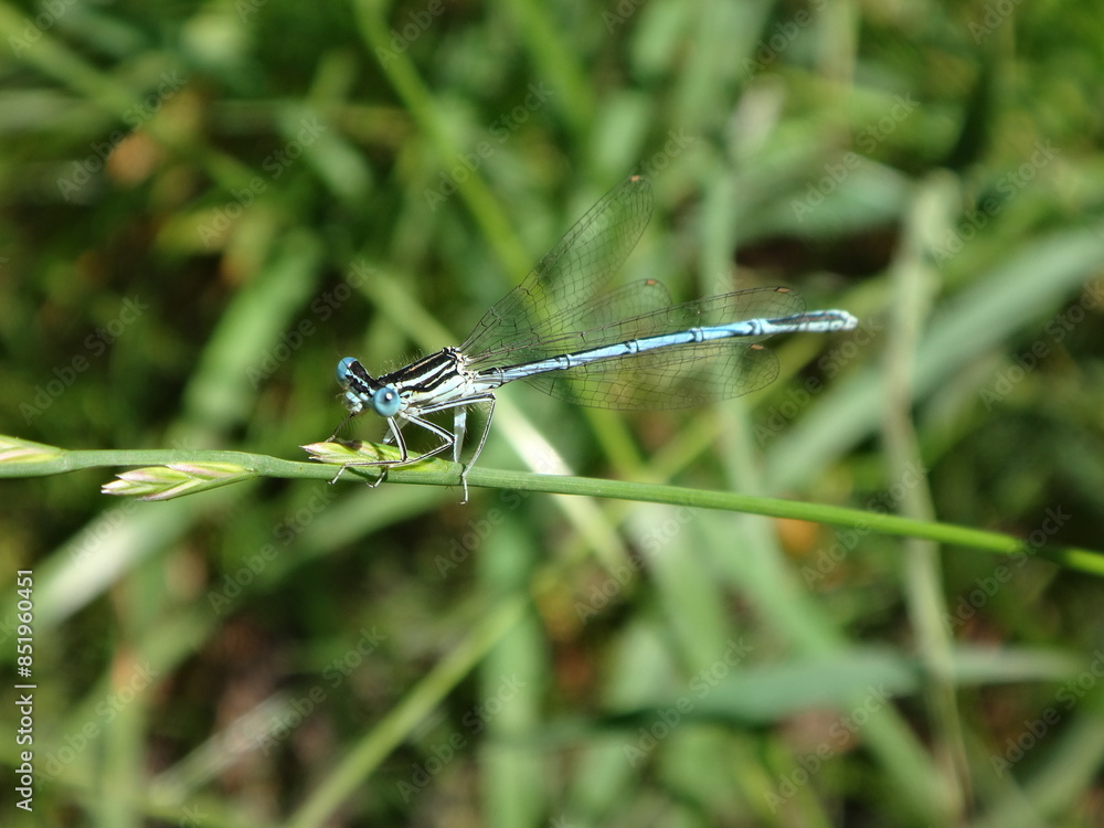 The white-legged damselfly (Platycnemis pennipes), male perching on a blade of grass The white-legged damselfly (Platycnemis pennipes), male perching on a blade of grass