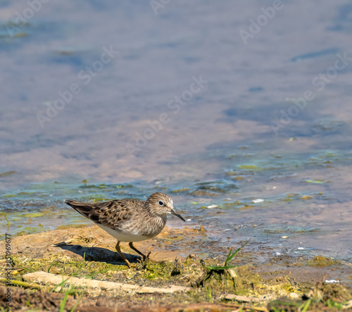 Obraz na plátně Temminck's stint on the beach