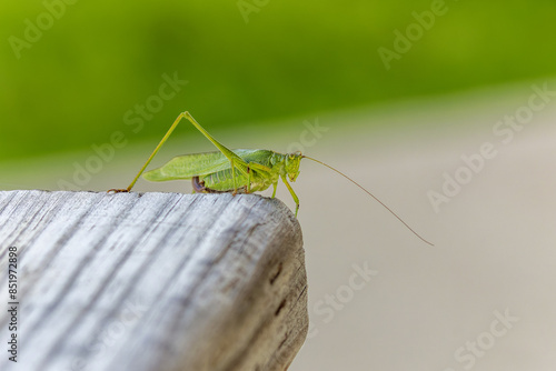 Фотография Fork-tailed bush katydid (Scudderia furcata)