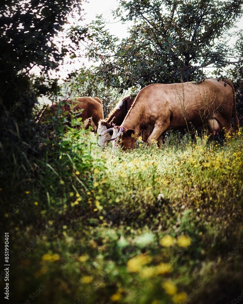 cows in the meadow