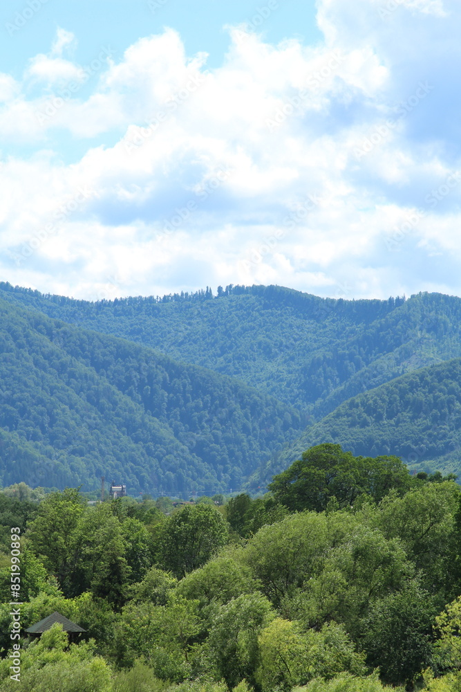 Naklejka premium A forest of trees and mountains