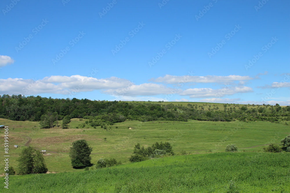 A grassy field with trees and blue sky A grassy field with trees and blue sky