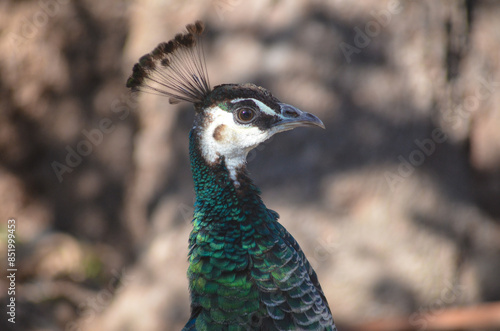 Stunning Portrait of a Peacock Vibrant Colors and Regal Display portrait of a peacock