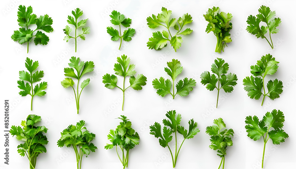 Set with many fresh cilantro leaves on white background Set with many fresh cilantro leaves on white background