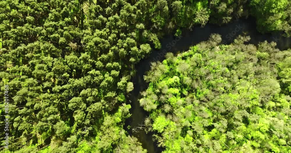 Top down view of green forest and river at spring. Top down view of green forest and river at spring.