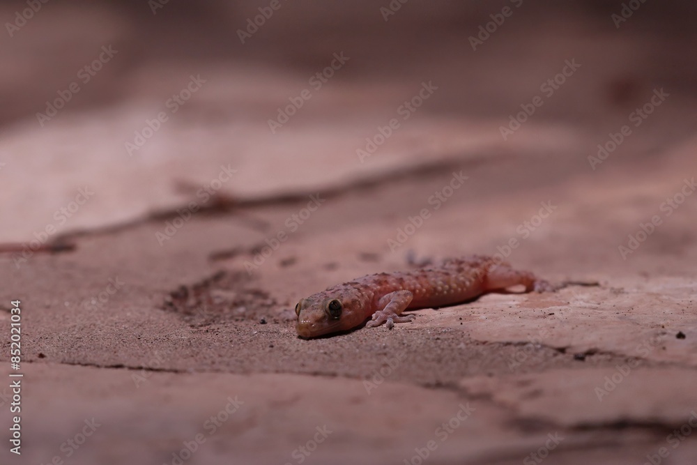 close up of a leaf-toed gecko at night close up of a leaf-toed gecko at night