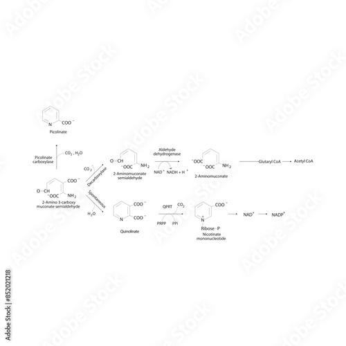 Diagram showing biosynthesis of Kynurenine from Tryptophan via enzymatic reaction - schematic molecular strcuture chemical illustration.