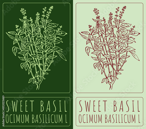 Vector drawing GREAT BASIL. Hand drawn illustration. The Latin name is OCIMUM BASILICUM L