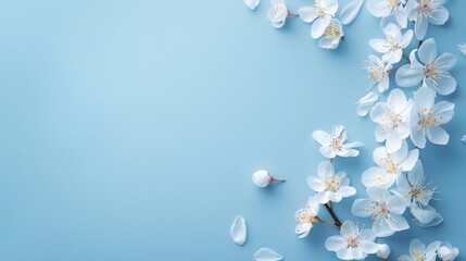 Beautiful white flowers on blue background with copy space spring theme