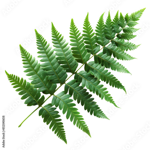  Leaf on White Background