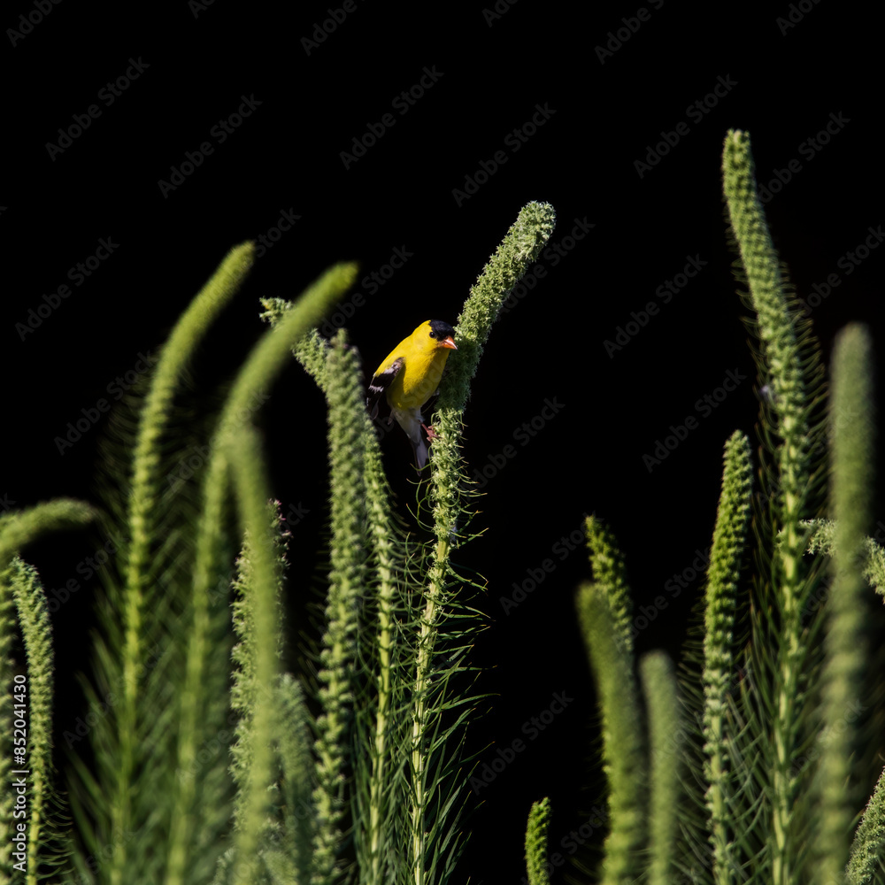 Fototapeta premium goldfinch on green stem against black background