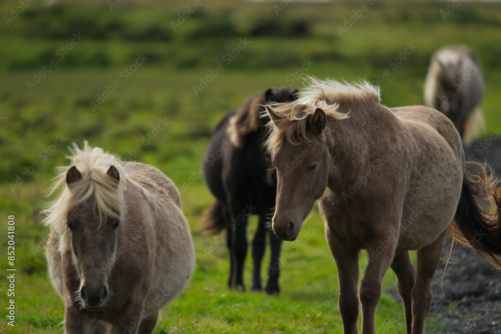 horses in the field horses in the field